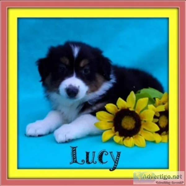 Lucy Female Australian Shepherd