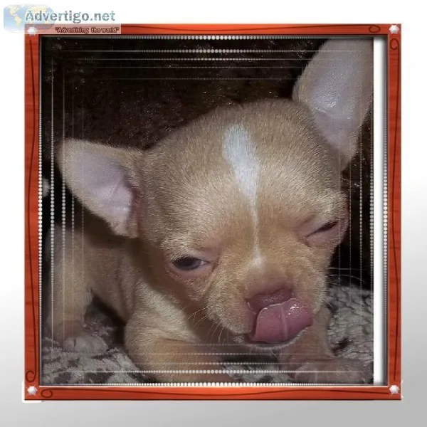 Romeo Tiny Apple Head Chihuahua Male