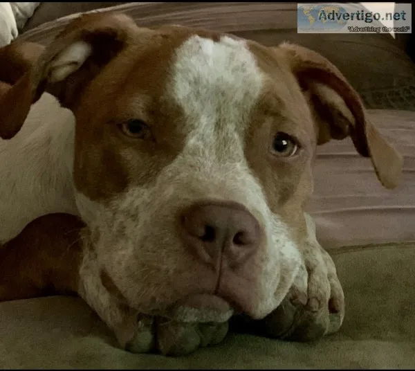 Boxer pit puppy