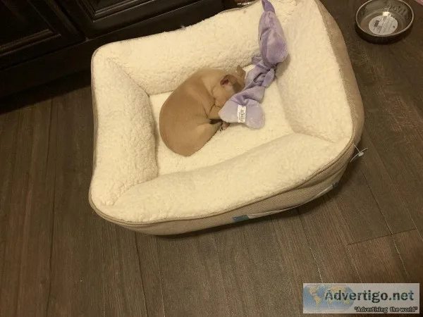 Chihuahua puppies to good home