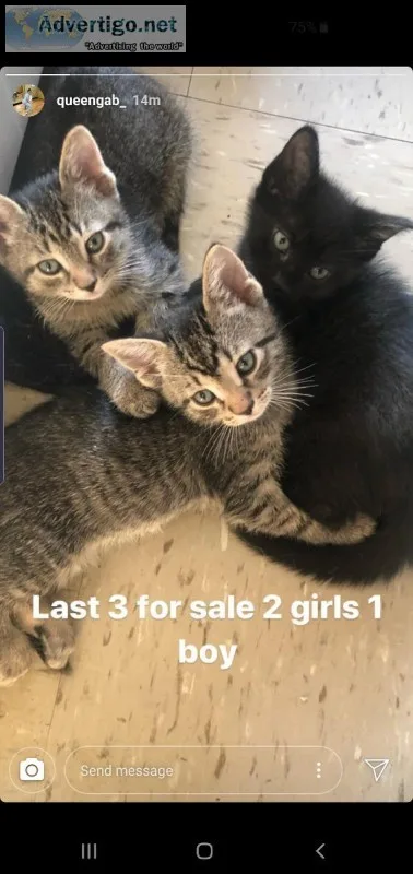 3 kittens left for sale.