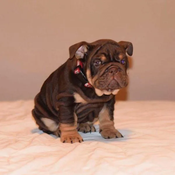 English royal pups