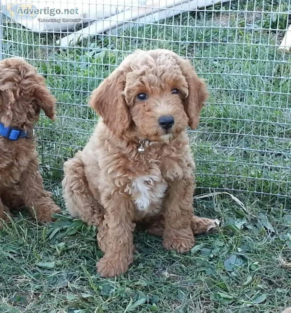 Meet our Mini Golden doodle Puppies AKA &quotSparkle Zoe