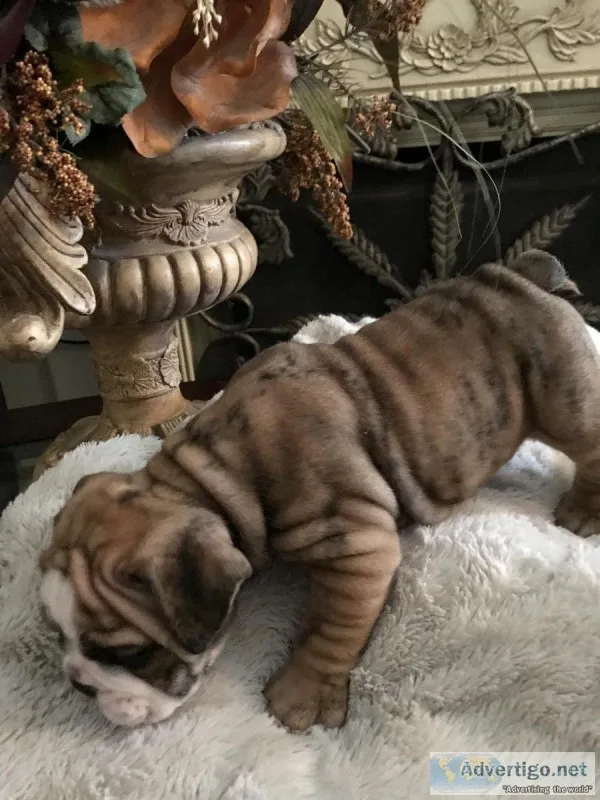 English Bulldog Puppies
