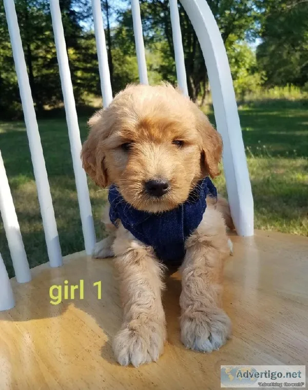 Female Goldendoodles
