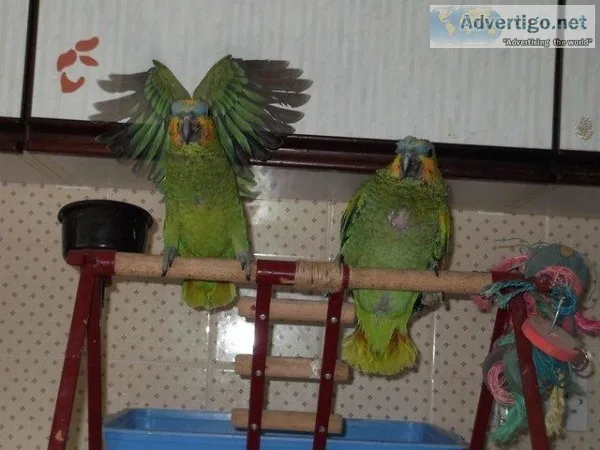 Amazon parrots baby boys hand reared