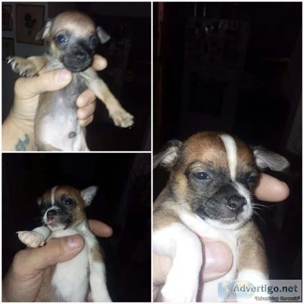 Teacup Chihauhaus
