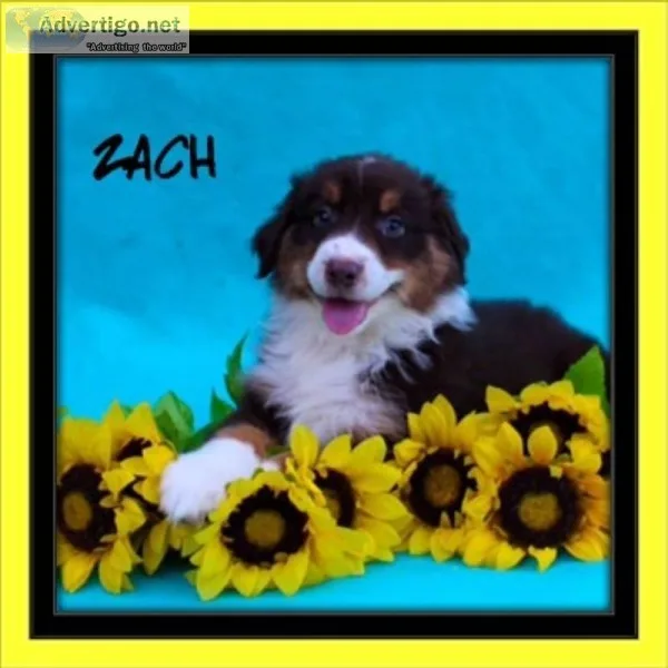 Zach Male Australian Shepherd
