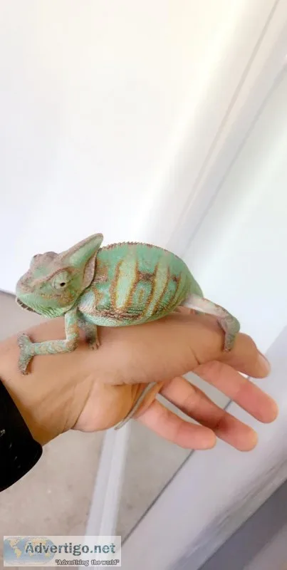 Veiled chameleon