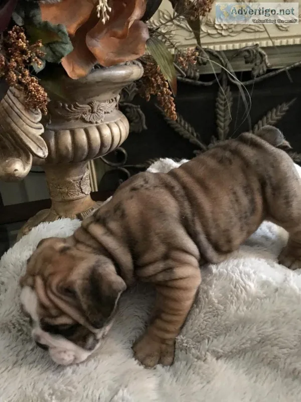 English Bulldog puppies
