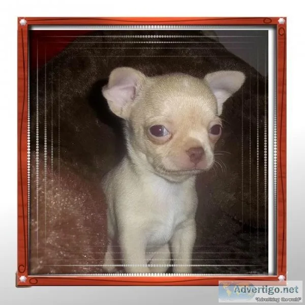 Rosco  Apple Head Chihuahua Male
