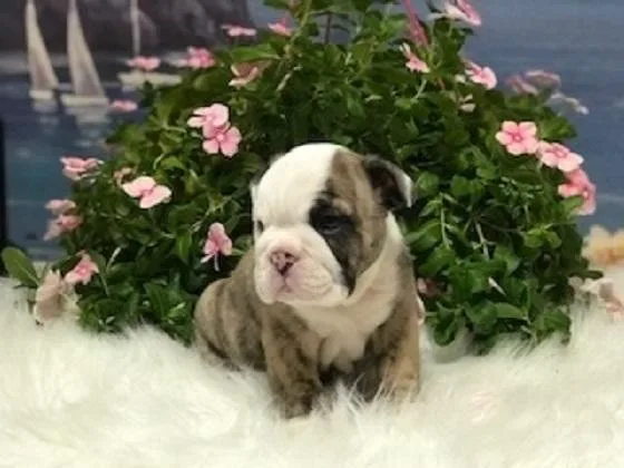 English Bulldog AKC Fawn Brindlewhite Male