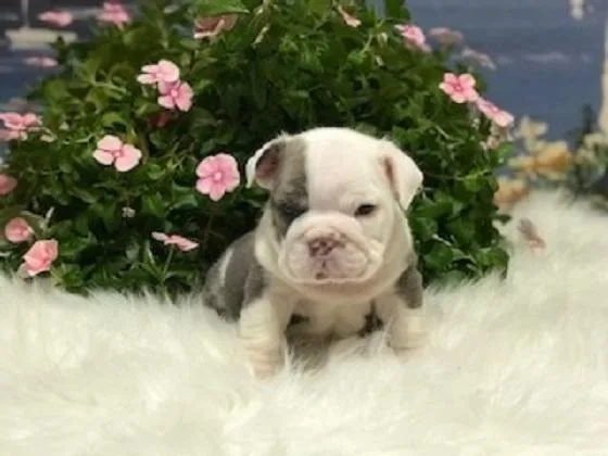 English Bulldog AKC Blue Trindle Male
