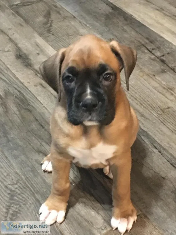 Boxer puppies