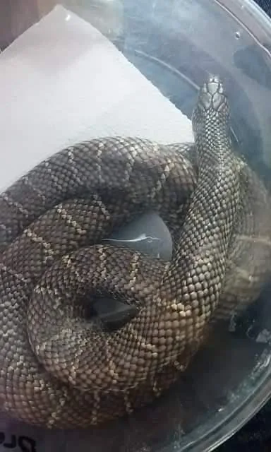 Brooks Kingsnake