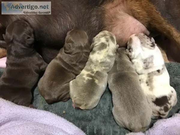 English Bulldogs AKC now taking deposits