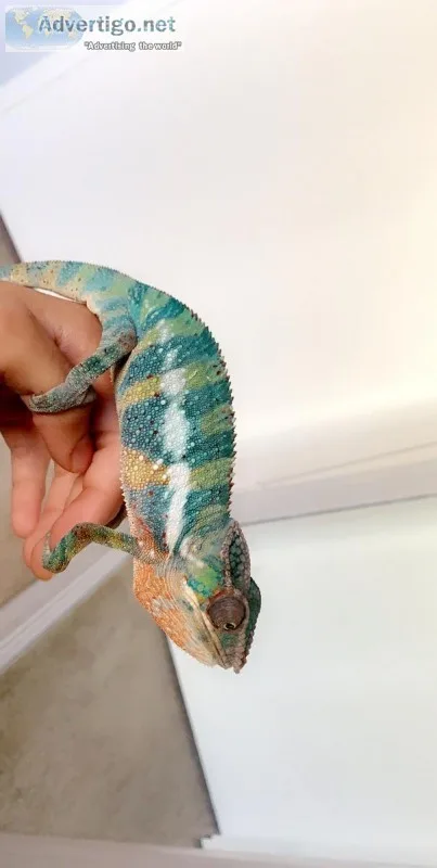 Panther chameleon