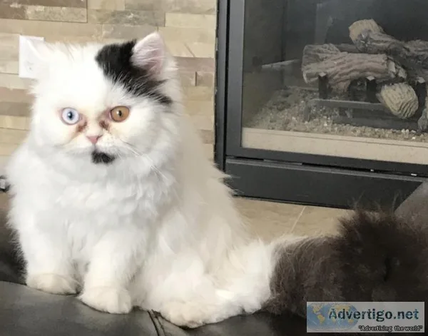 Persian cat female
