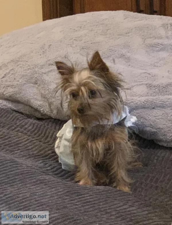Yorkshire terriers