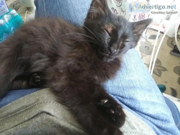 Black female kitten