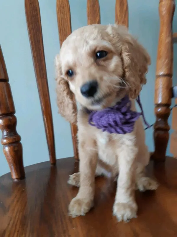 Adorable SMOOTHCOAT cockapoo puppies. Only 2 left