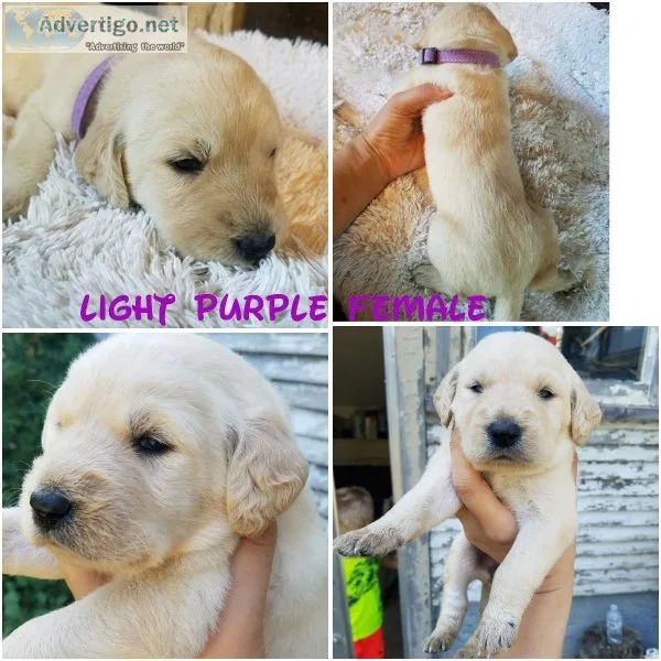 Labradoodles