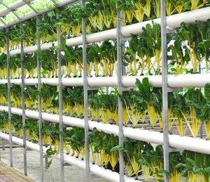 Best Hydroponic Farming in India