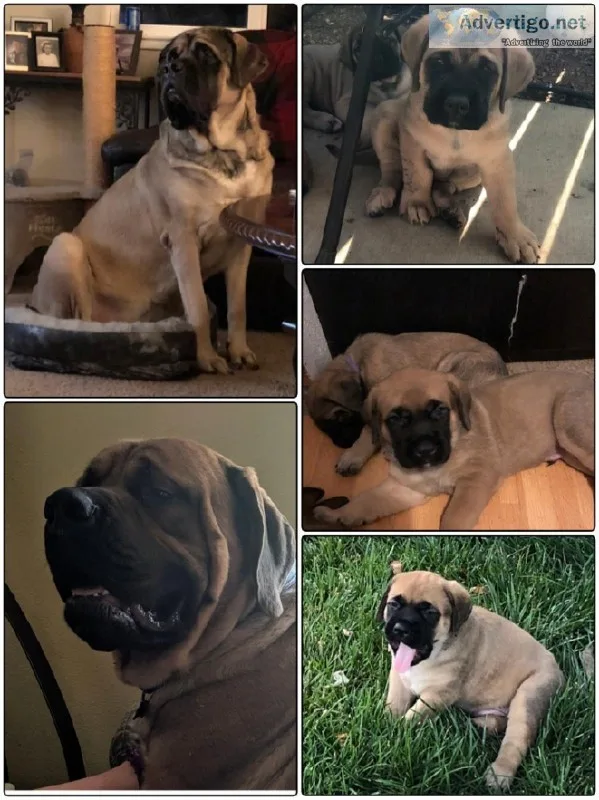 Beautiful English Mastiff Pups- 2 Fawn Boys