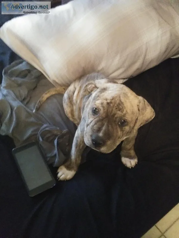 8 week old Bully puppies
