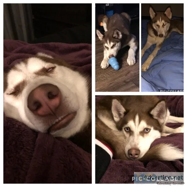 Husky Needs Rehoming