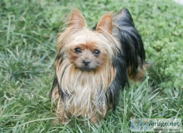Yorkshire Terrier
