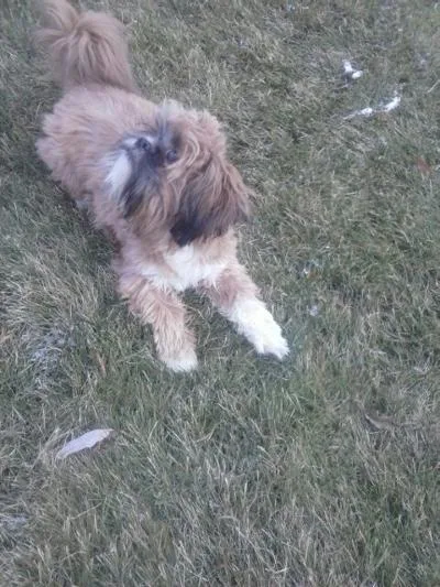 shih tzu ( male)