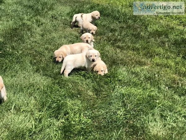 AKC yellow labdador puppies
