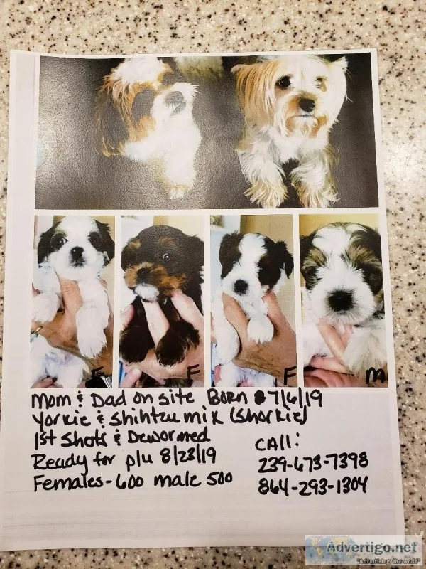 Shorkie puppies for sale