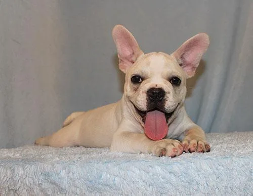 French Bulldog Puppy Boy (Dane)