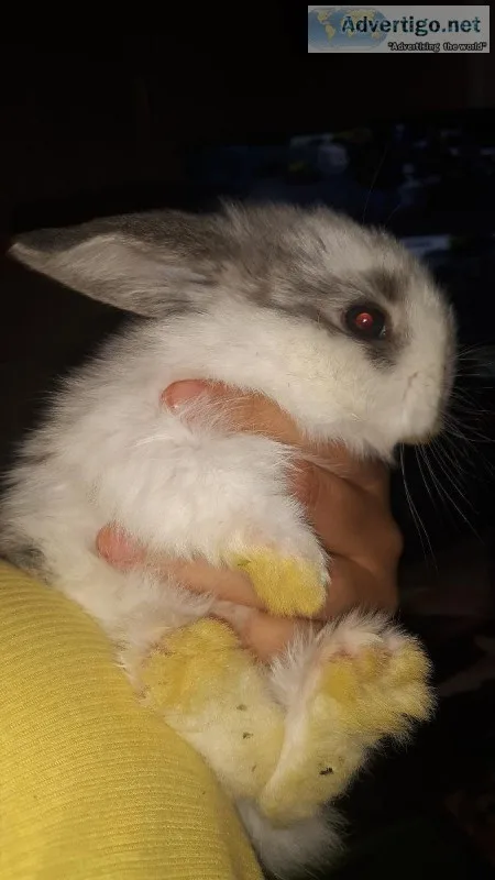 Baby bunnies rabbits