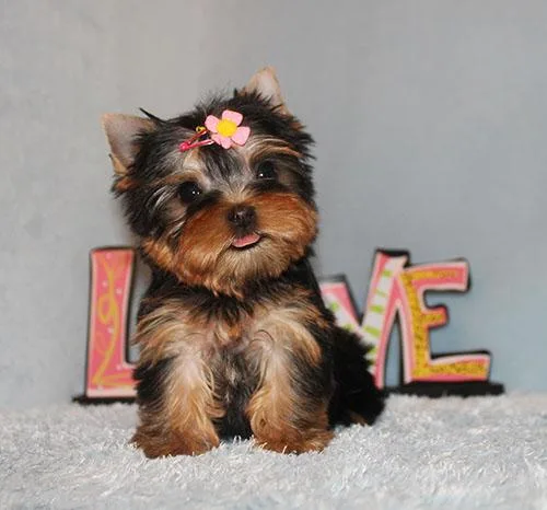 Micro Tiny Teacup Yorkie Puppy Girl (Ciara)