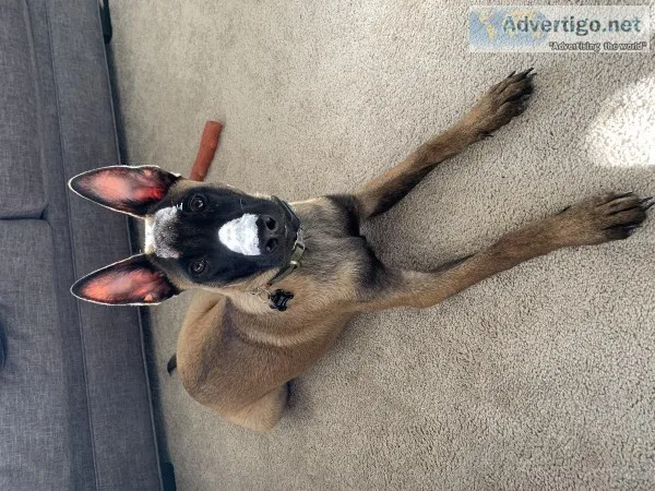 Belgian Malinois