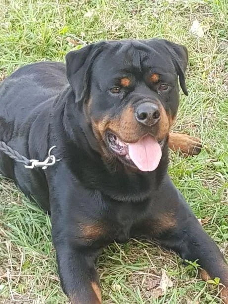 german rottweiler female