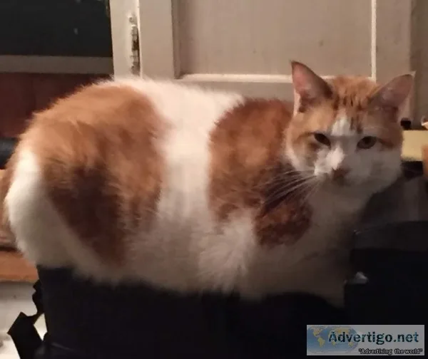 Getting rid of my cat