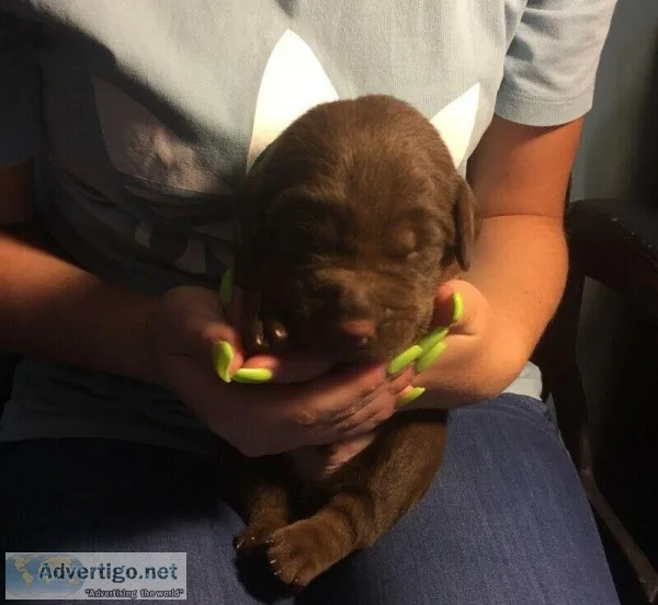 3 beautiful males purebred chocolat labrador left