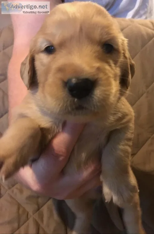 AKC Golden Retriever Puppies