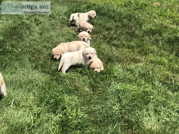 Yellow lab puppies