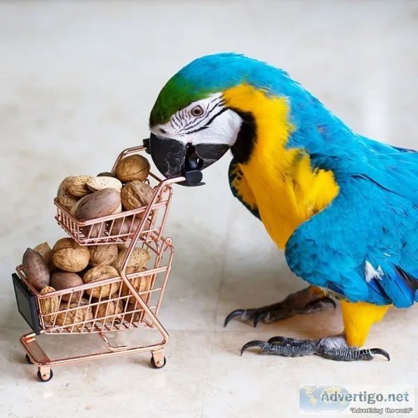 Pair of blue & gold macaw parrots avalab