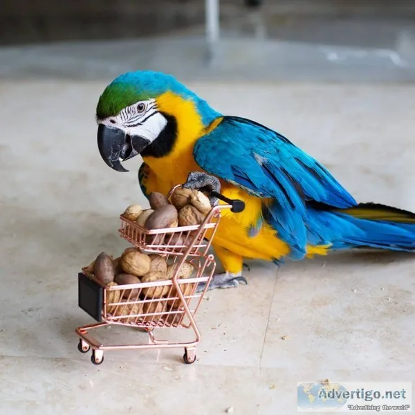 Pair of blue & gold macaw parrots avalab