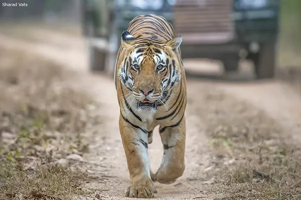 Best place to see tigers in India