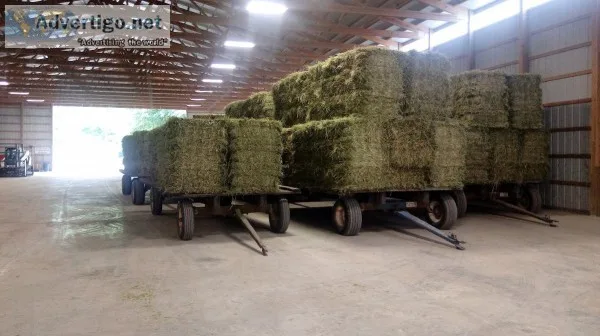 Small Squares Hay for Sale