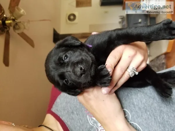 Pure bred black labs