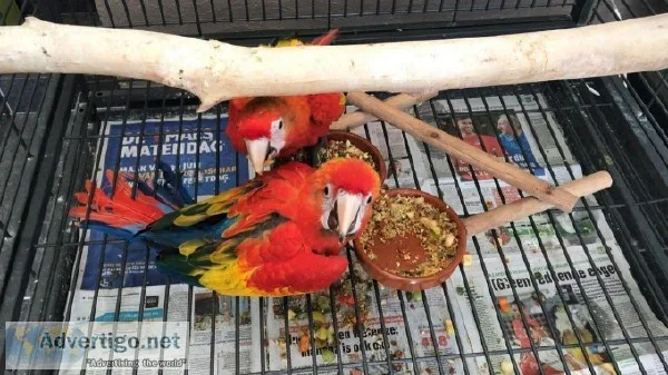 6 months 17 days old Bright Colored Scarlet Macaw parrots