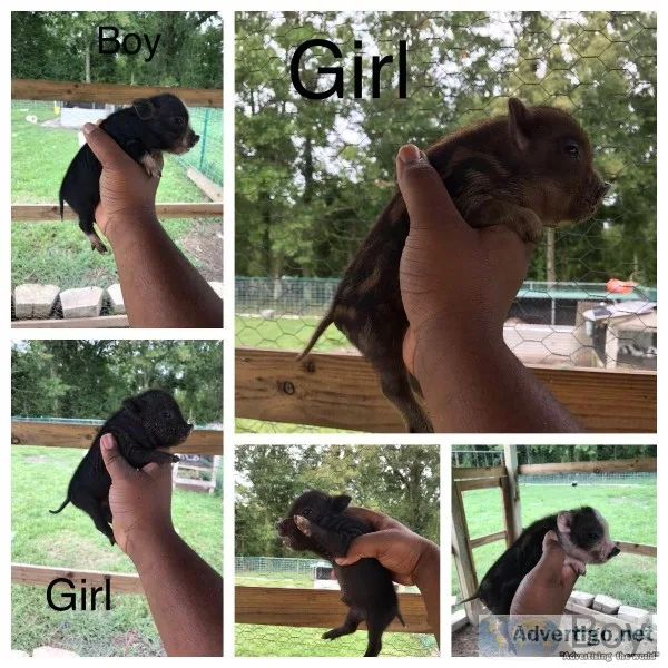 Mini Potbelly pigs